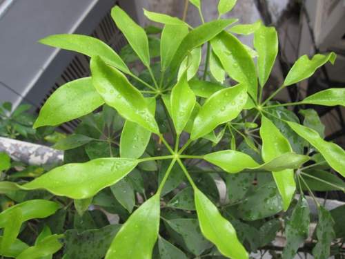 Không có ảnh